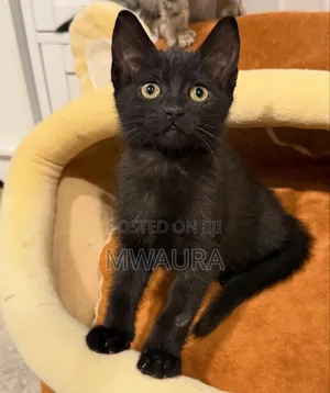 1-3 months Male Mixed Breed Bombay