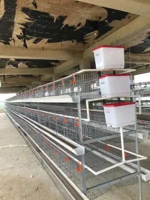 H Type Chicken Cages