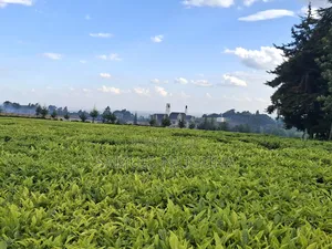 Half Acre for Sale at Riara Ridge Next to Ridge Cabin Resort