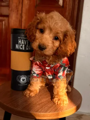 1-3 months Male Purebred Cockapoo
