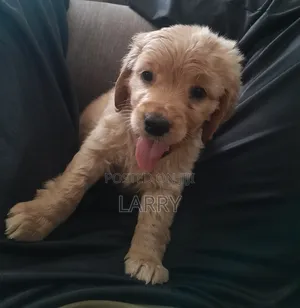 1-3 months Female Purebred Cockapoo
