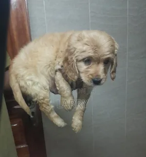 1-3 months Male Purebred Cockapoo