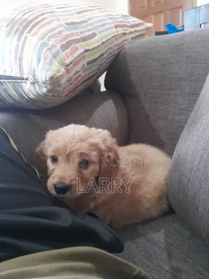 1-3 months Male Purebred Cockapoo