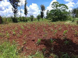 Land Property