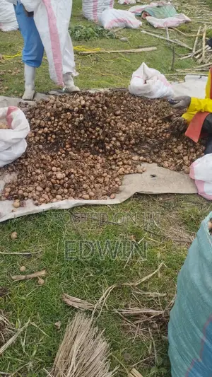 Potato Seeds