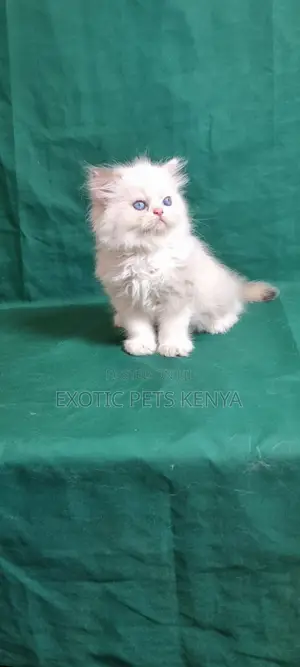3-6 months Male Purebred Ragdoll