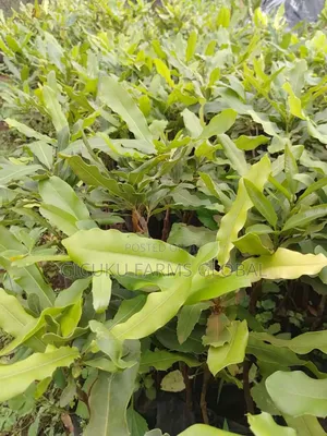 Macadamia Grafted Non Grafted Seedlings