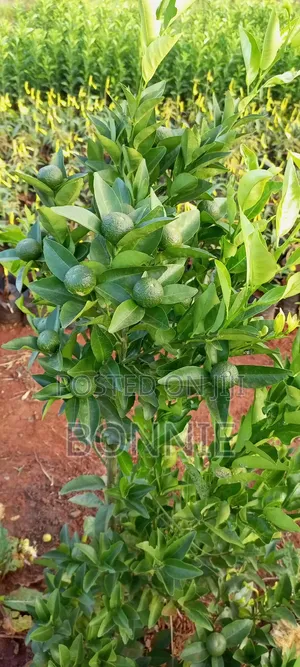 Grafted Clementine Seedlings