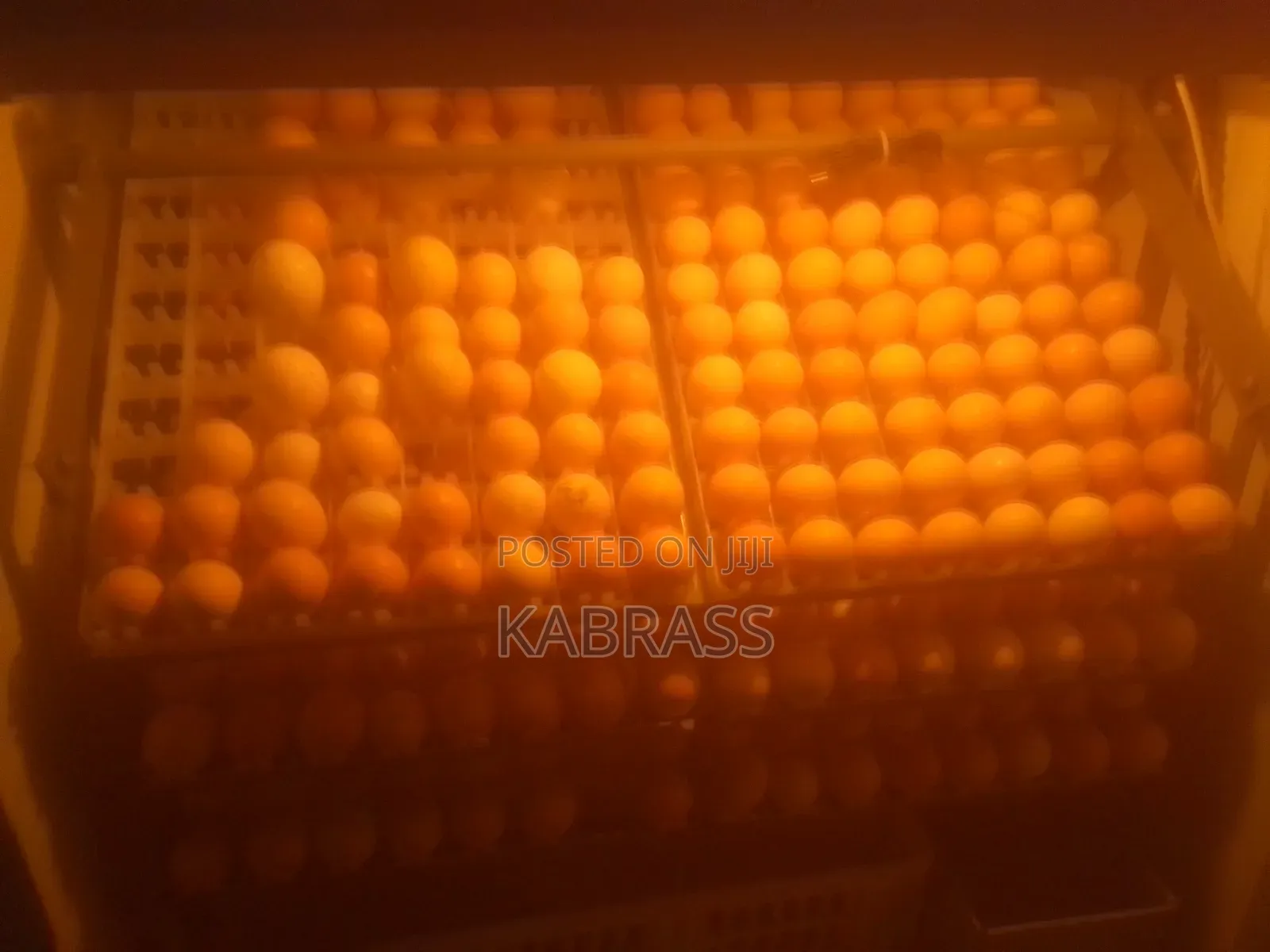 Black Australorp Chicks