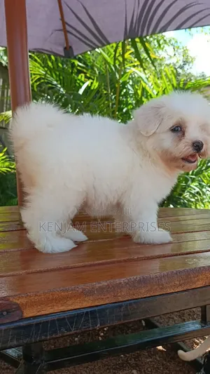 1-3 months Female Purebred Havanese