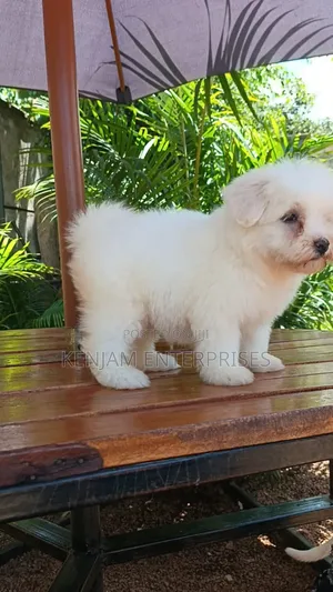 1-3 months Male Purebred Havanese
