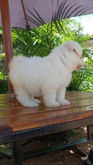 1-3 months Female Purebred Havanese