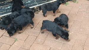 1-3 months Male Purebred Rottweiler