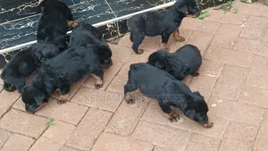 1-3 months Female Purebred Rottweiler