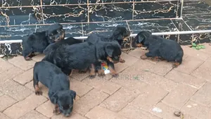 1-3 months Female Purebred Rottweiler