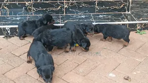 1-3 months Female Purebred Rottweiler
