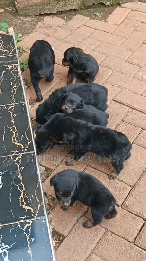 1-3 months Male Purebred Rottweiler