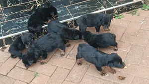 1-3 months Female Purebred Rottweiler
