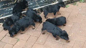 1-3 months Male Purebred Rottweiler