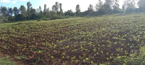 Muranga Loc 20