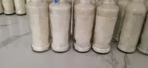 White Oyster Mushroom Seeds/Spawn