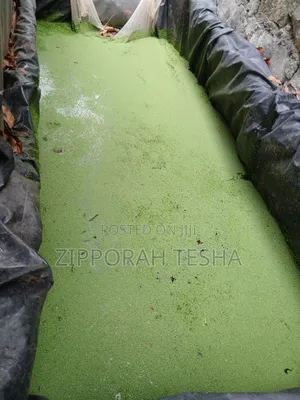 Azolla Seeds Available
