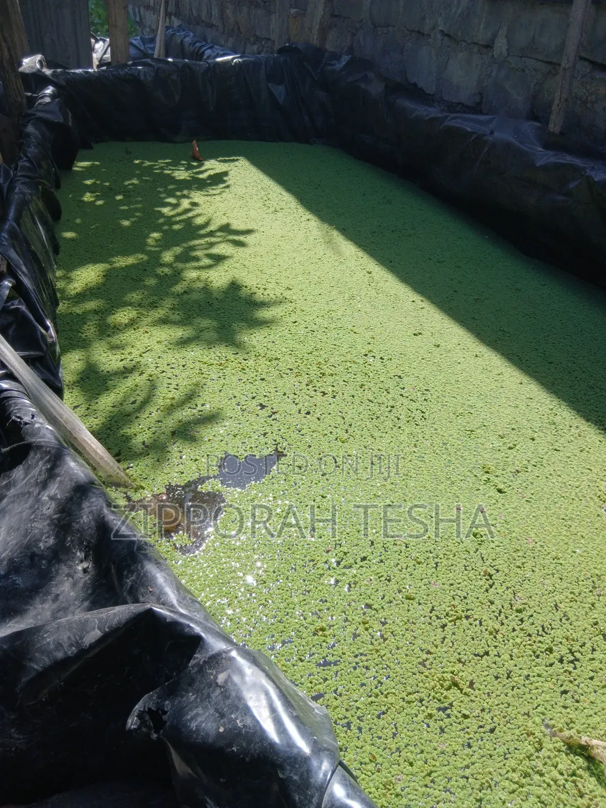 Azolla Seeds Available