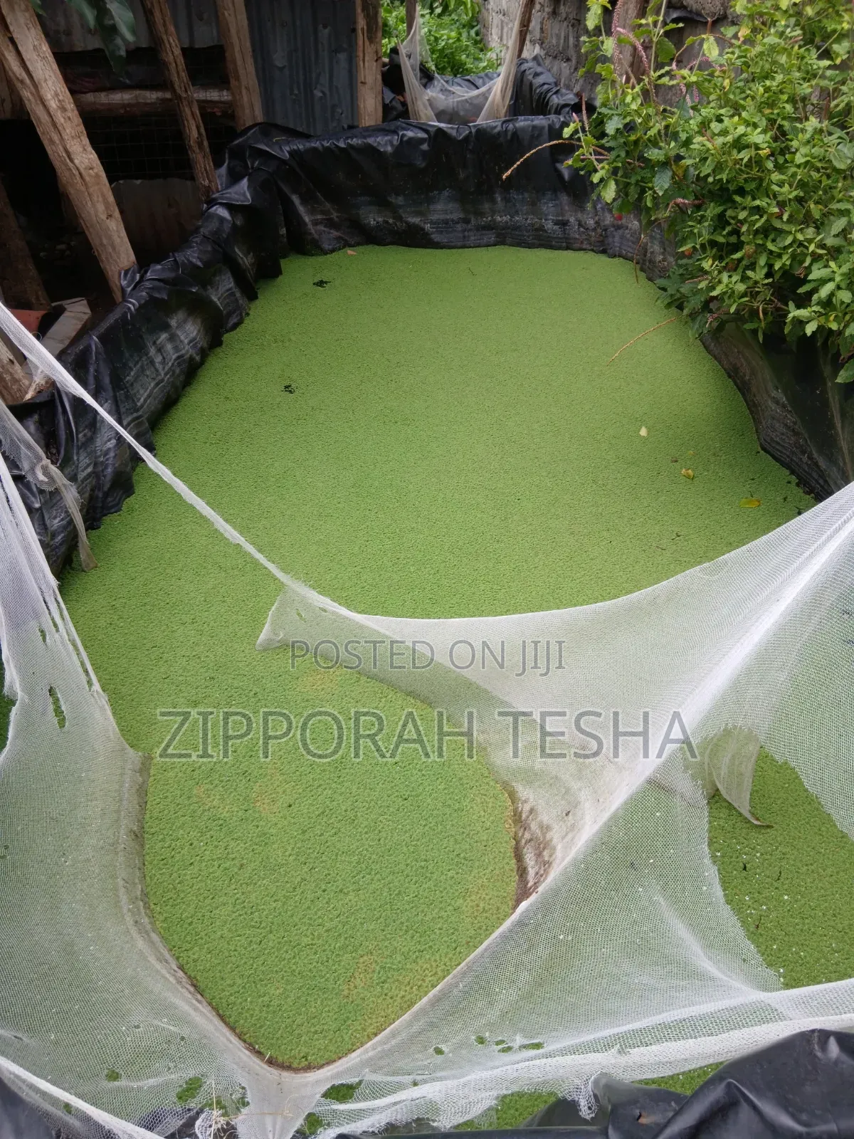 Azolla Seeds Available