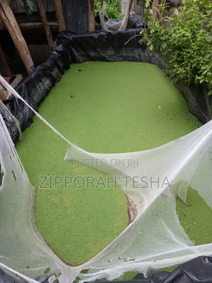 Azolla Seeds Available