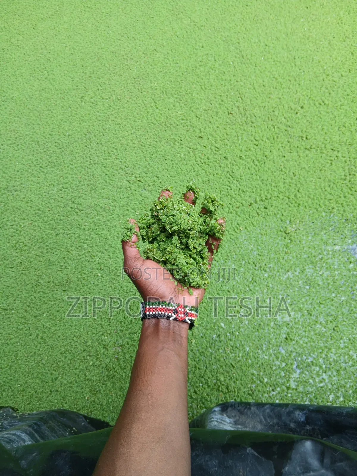Azolla Seeds Available