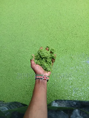 Azolla Seeds Available