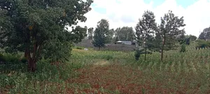 Kenol-Gathanje Estate Plot