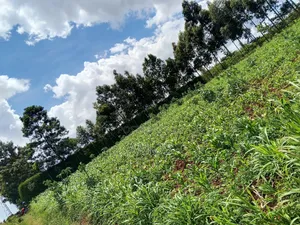 1 Acre Ndeiya Loyal Prime for Residential