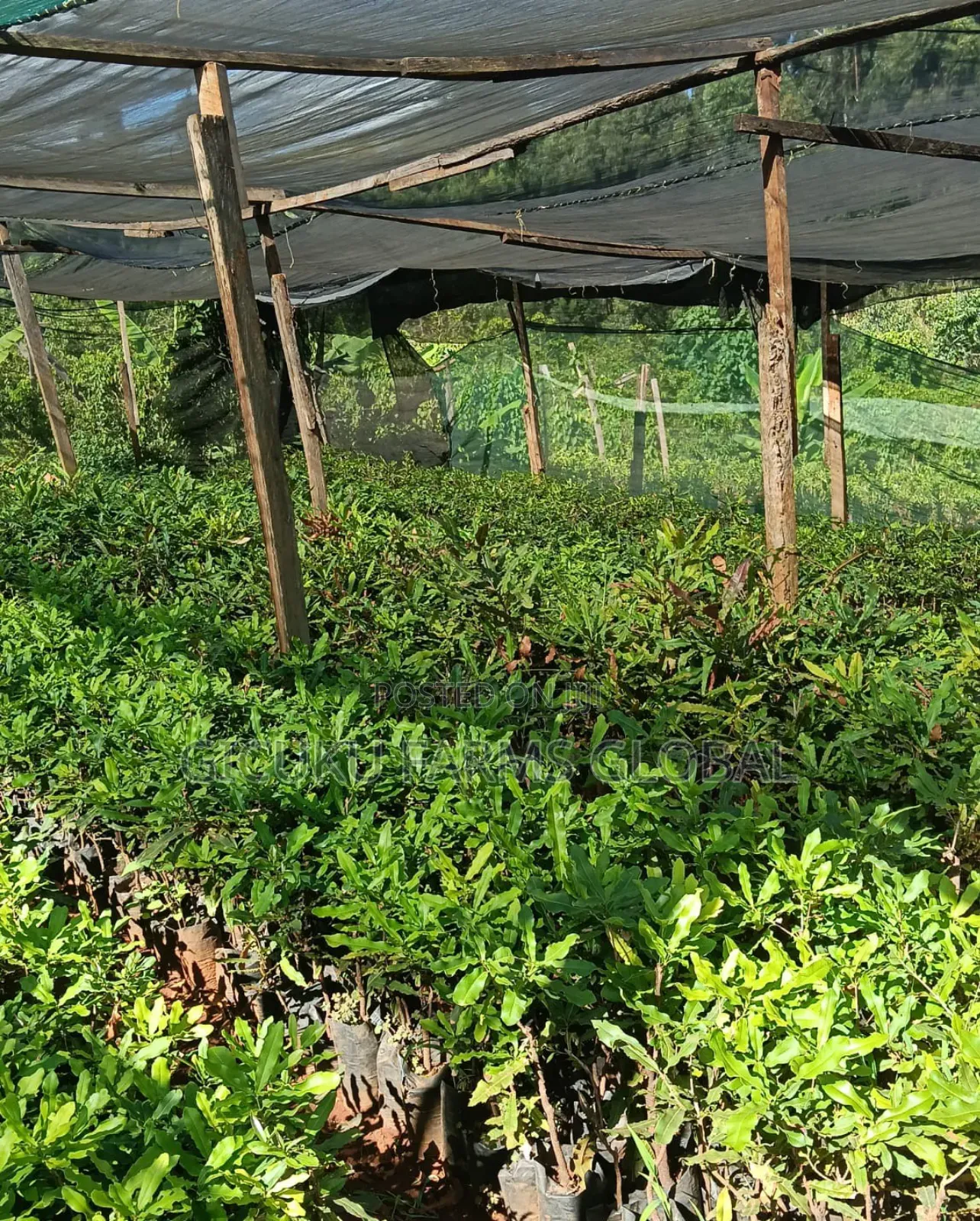 Macadamia Grafted Non Grafted Seedlings