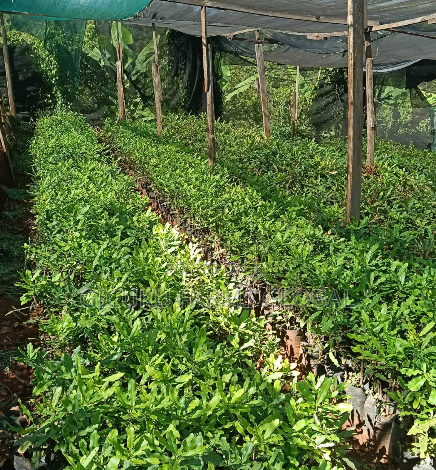 Macadamia Grafted Non Grafted Seedlings