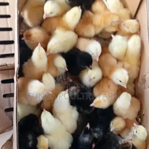 1 Day Old Chicks