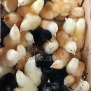 1 Day Old Chicks