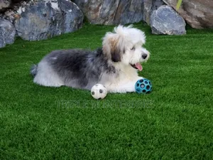 Pet Comfort Synthetic Lawn | Non-Toxic Safe Flooring Solution