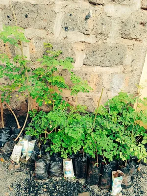 Moringa Seedlings