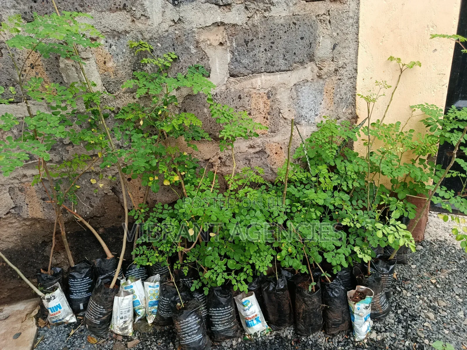 Moringa Oleifera Powder - 200gms