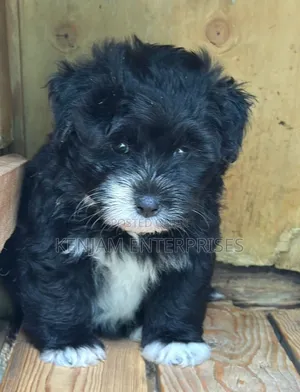 1-3 months Female Purebred Havanese
