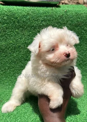 1-3 months Male Purebred Havanese