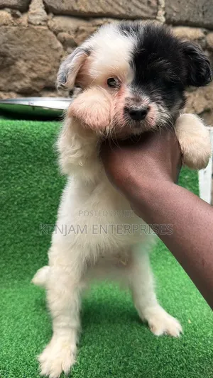 1-3 months Male Purebred Havanese