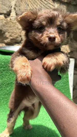 1-3 months Male Purebred Havanese