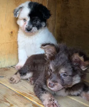 1-3 months Female Purebred Havanese