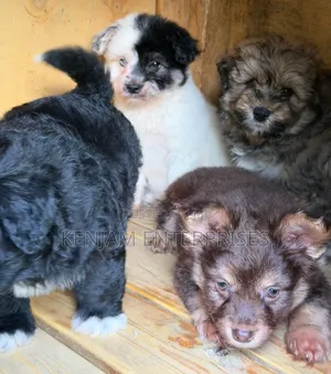 1-3 months Male Purebred Havanese