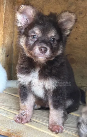 1-3 months Male Purebred Havanese