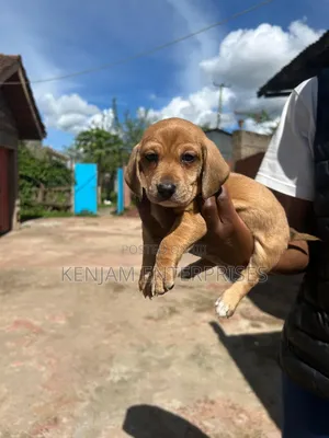 1-3 months Male Purebred Dachshund
