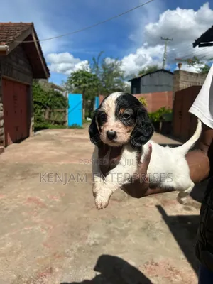 1-3 months Female Purebred Dachshund