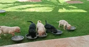 1-3 months Male Purebred Labrador Retriever